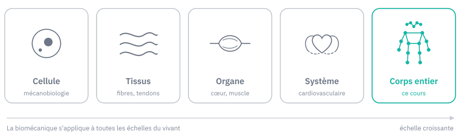 Les échelles d'étude du vivant : cellule, tissus, organe, système, corps entier.