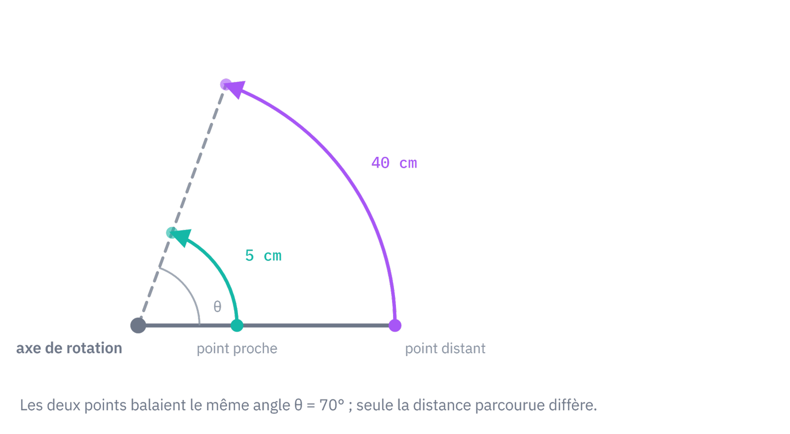 Un curl biceps : deux points du même avant-bras parcourent des distances très différentes, mais balaient le même angle.