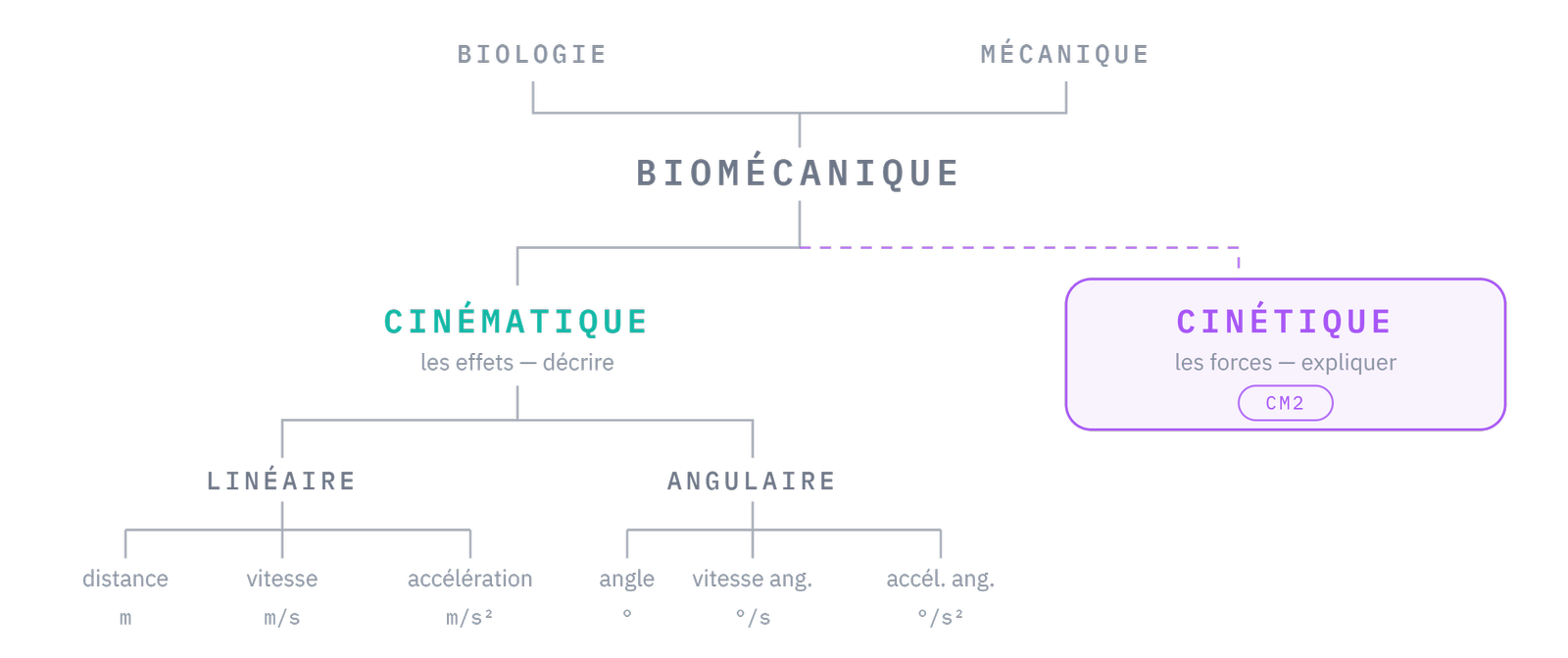La carte du chapitre : biomécanique → cinétique (à venir) et cinématique → grandeurs linéaires / grandeurs angulaires.