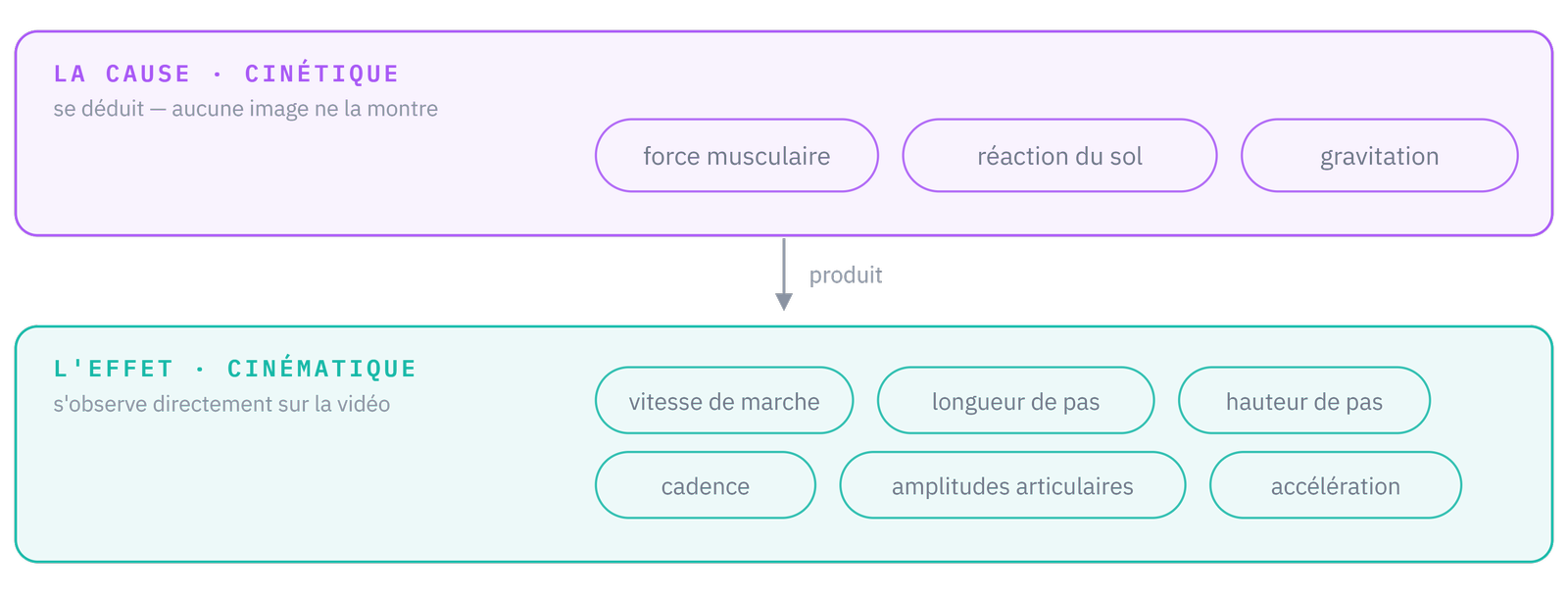 Les deux bandes de l'analyse d'une marche : en haut la cause (trois forces, déduites), en bas l'effet (six grandeurs cinématiques, visibles).
