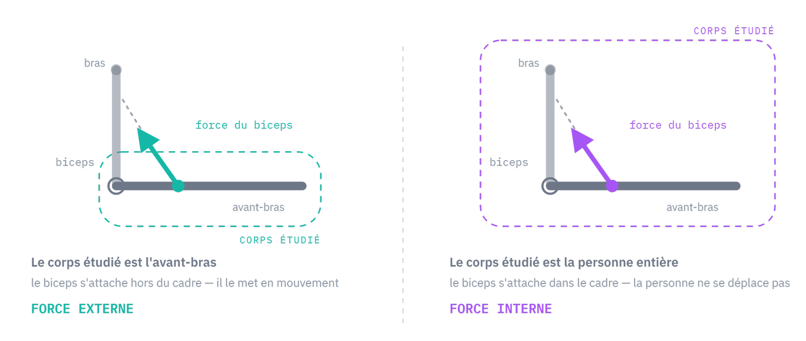 Externe ou interne : l'origine de la force par rapport au corps étudié.