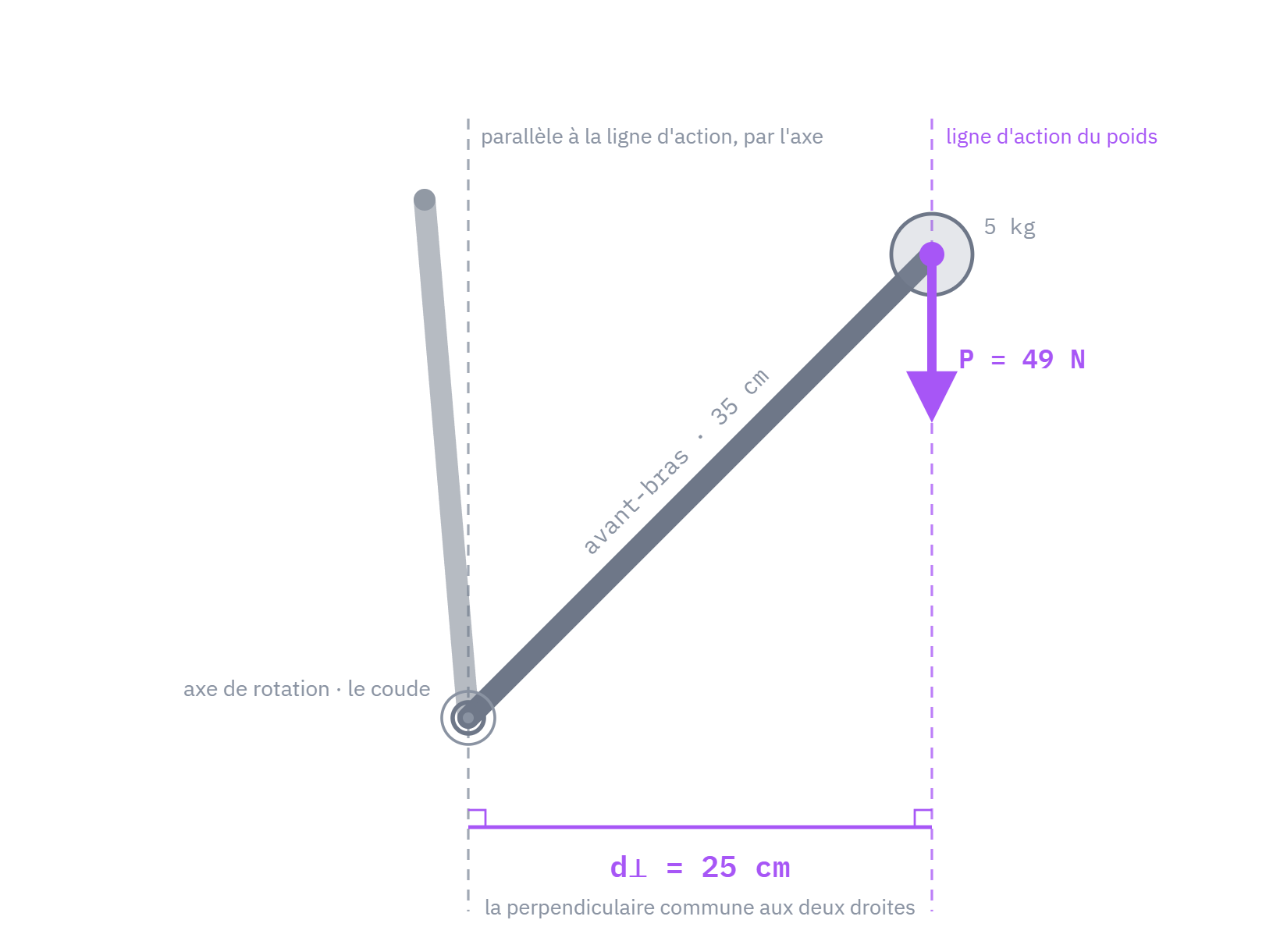 La construction de d⊥ sur le curl : l'axe au coude, le poids de l'haltère et sa ligne d'action, la parallèle passant par le coude, et la perpendiculaire commune aux deux droites — 25 cm, pour un avant-bras long de 35 cm.