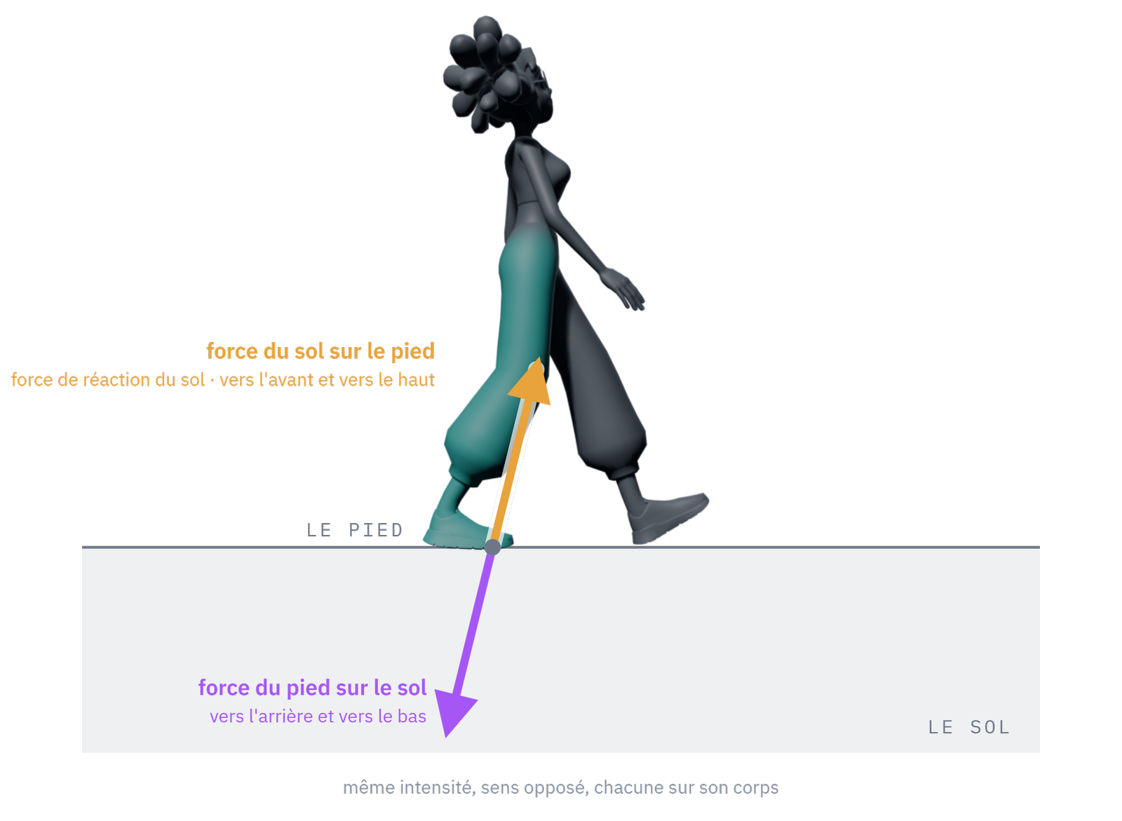 Les deux forces de la paire, chacune sur son corps : la force du pied sur le sol, vers l'arrière et vers le bas ; la force du sol sur le pied, vers l'avant et vers le haut. Sur le diagramme de la marcheuse (figure 4.1), une seule des deux figure — celle qui s'exerce sur elle.
