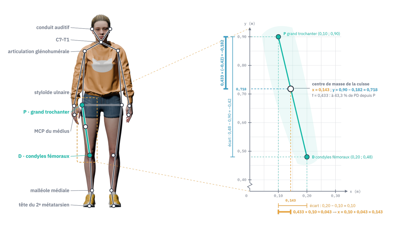 Le calcul du centre de masse d'une cuisse sur une image : les axes x et y gradués en mètres ; le grand trochanter P (0,10 ; 0,90) et les condyles fémoraux D (0,20 ; 0,48), annotés ; le segment qui les relie ; sur chaque axe, le tracé de l'écart entre P et D, et la fraction f = 0,433 de cet écart, en x comme en y ; le centre de masse obtenu (0,143 ; 0,718). (Schéma hors diaporama.)