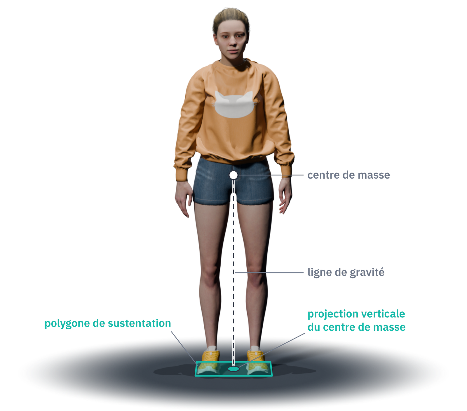 Une personne debout : la ligne de gravité descend du centre de masse jusqu'au sol, où elle marque la projection verticale du centre de masse ; au sol, le polygone de sustentation, délimité par les pieds, contient cette projection.